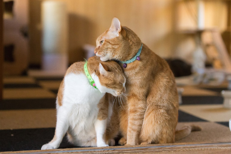 猫の発情と出産について