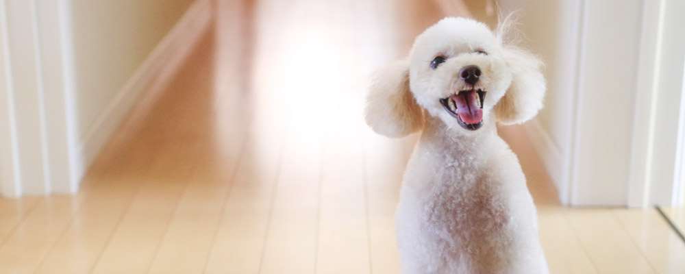 犬の去勢手術