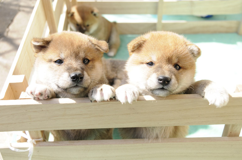 東大阪市 大東市の犬の去勢手術 避妊 ならシモダ動物病院へ