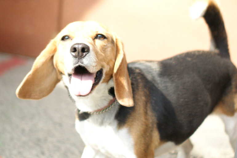 犬の去勢手術